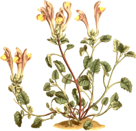 Large-flowered scutellaria