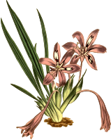 Stiff-leaved babiana