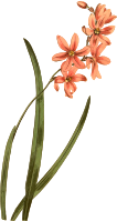 Lily of the valley-scented ixia