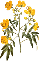 Corymbous Cassia