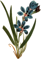 Dark blue-flowered upright babiana