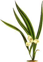 Marsh marica