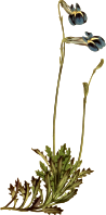 Buck's horn lobelia