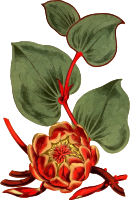 Heart-leaved protea