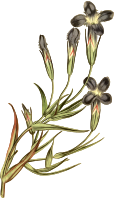 Fringed-flowered gentian