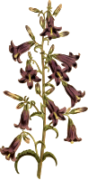 Siberian bell flower