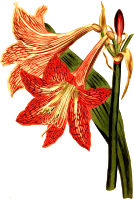 Netted veined amaryllis
