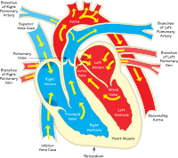 Heart diagram 2 (annotated)