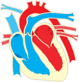 Heart diagram 2