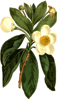 Smooth gordonia