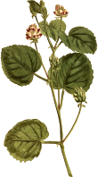 Hazel-leaved psoralea