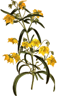 Four-flowered loose strife