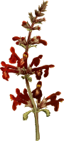 Scarlet stachys