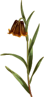 Pyrenean fritillary