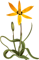 Yellow-flowered star hypoxis