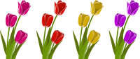 Tulips
