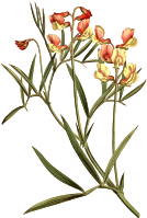 Particoloured bitter vetch
