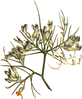 Prickly anthyllis
