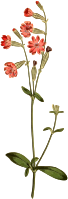 Morocco catchfly