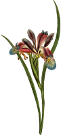 Grass-leaved flag