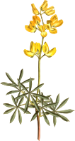 Tree lupin