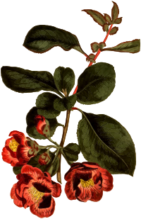 Japan apple tree