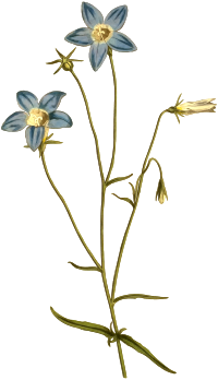 Slender bell flower