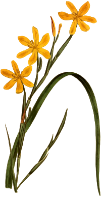 Flexuose moraea