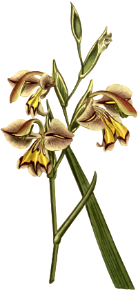 Perfumed corn flag