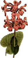 Great-flowered betany