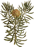 Small smooth-leaved protea