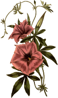Egyptian bindweed