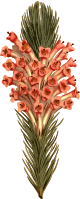 Flesh-coloured long-leaved heath