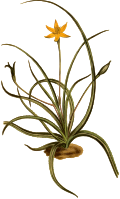 Saw-leaved hypoxis