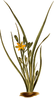 Upright hypoxis