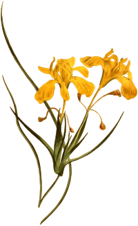 Long-flowered moraea