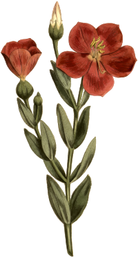 Cross-leaved chironia