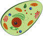 human cell