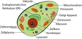 human cell (with labeling in german language)