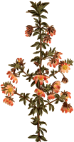 Madder-leaved bauera