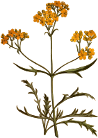 Siberian valerian