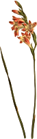 Vaiegated shaggy cornflag