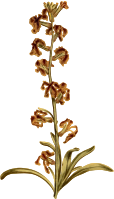 Dark-flowered stock