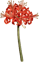 Glaucous-leaved amaryllis