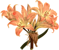 Belladonna lily