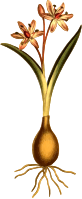 Two-leaved squil