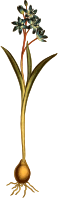 Two-leaved squil 2