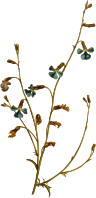 Slender-stemmed lobelia