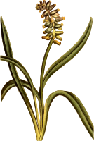 Musk grape hyacinth