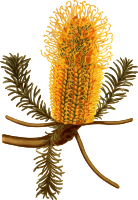 heath-leaved banksia